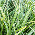 Zegge (Carex morrowii 'Variegata')