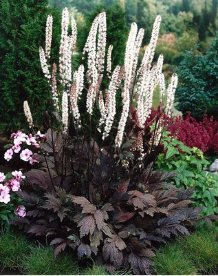 Zilverkaars (Actaea cimicifuga ramosa 'Atropurpurea')