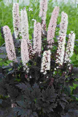 Zilverkaars (Actaea cimicifuga ramosa 'Chocoholic')