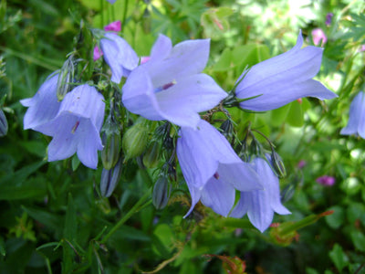 Zodevormend klokje (Campanula cochleariifolia 'Blue Baby')