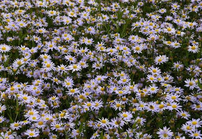 Zomeraster (Kalimeris incisa 'Nana Blue')