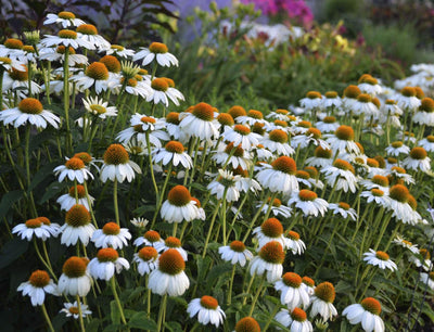 Zonnehoed (Echinacea PowWow™White)