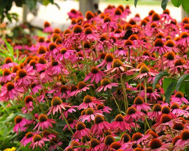 Zonnehoed (Echinacea PowWow™Wild Berry) - Tuinplanten