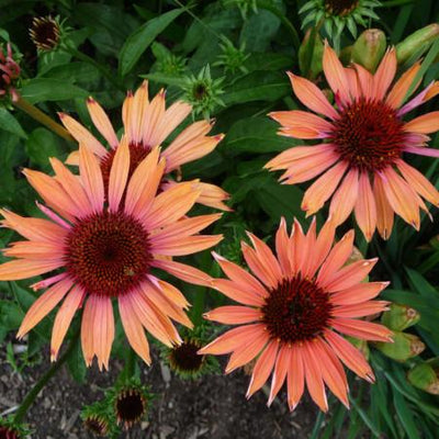 Zonnehoed (Echinacea 'Sundown')