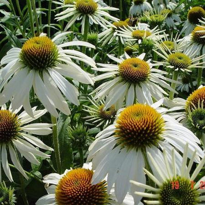 Zonnehoed (Echinacea purpurea 'White Swan')