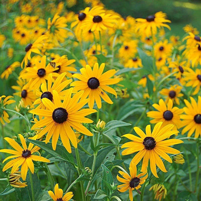 Zonnehoed (Rudbeckia fulgida 'Goldsturm')