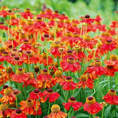 Zonnekruid (Helenium 'Moerheim Beauty')