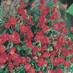 Zonneroosje (Helianthemum 'Cerise Queen') - Tuinplanten