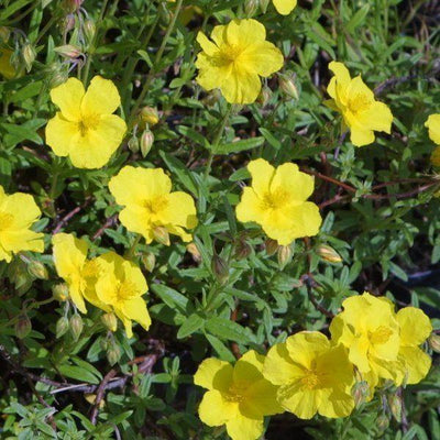 Zonneroosje (Helianthemum 'Golden Queen'.)