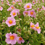 Zonneroosje (Helianthemum 'Lawrenson's Pink')