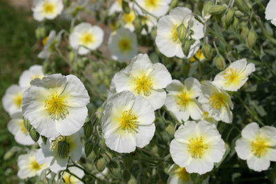 Zonneroosje (Helianthemum 'The Bride')