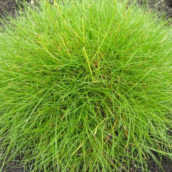Zwenkgras (Festuca gautieri) - Tuinplanten