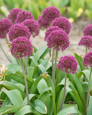 Allium Ostara - 5 stuks