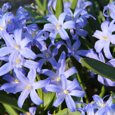 Chionodoxa Luciliae - 100 stuks