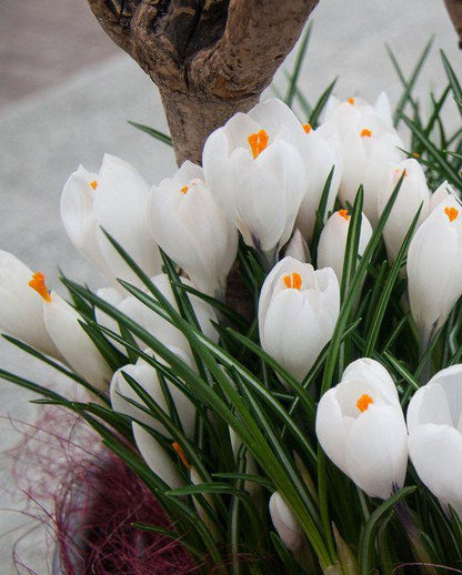Crocus Grootbloemig, Wit - 25 stuks - Bloembollen
