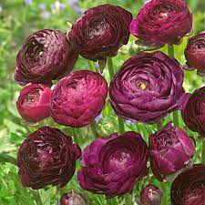 Ranonkel Purple Sensation - 15 stuks