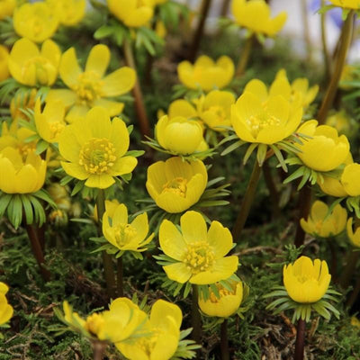 Eranthis Cilicica - 30 stuks