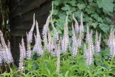 Ereprijs (Veronicastrum virg. 'Laventrum')