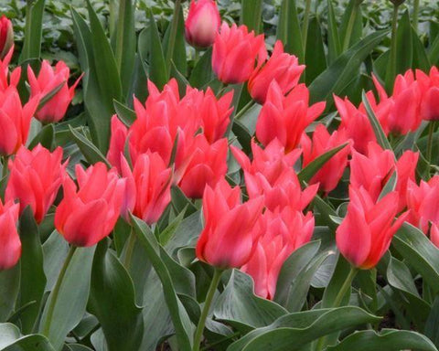 Tulipa Toronto, Greigii - 15 stuks