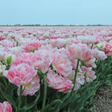 Tulipa Dubbel Laat Finola - 15 stuks