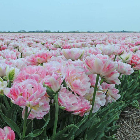 Tulipa Dubbel Laat Finola - 15 stuks