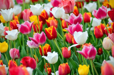 Tulipa Greigii Mix - 15 stuks