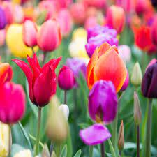 Tulipa Garden Selection - 25 stuks - Bloembollen
