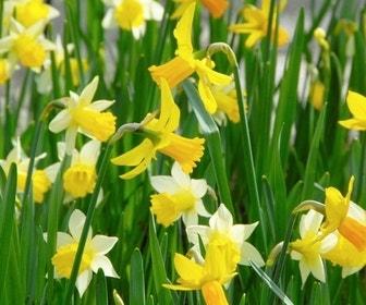 Narcis Trompet, Mix - 20 stuks