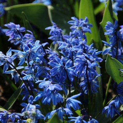 Scilla Siberica - 40 stuks