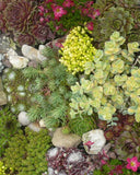 Sedum mix (borderpakket)