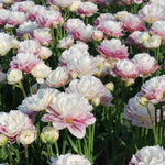 Tulipa Dubbel Vroeg Ice Wonder - 15 stuks