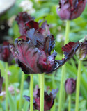 Tulipa Black Parrot, Parkiet - 12 stuks