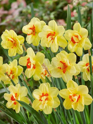 Narcis Dubbel Mix - 20 stuks