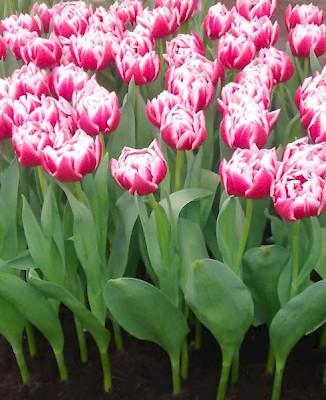 Tulipa Dubbel Laat Columbus - 20 stuks
